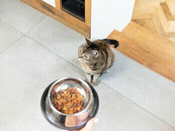 Gato con comida en un cuenco