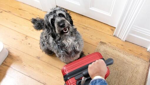 Perro gris sentado junto a una maleta roja