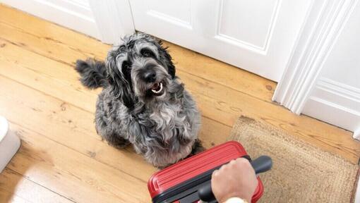 Dueño sujetando una maleta roja mientras el perro está sentado