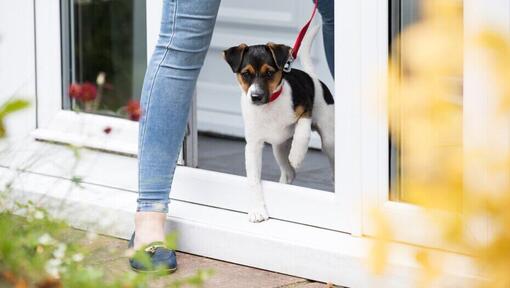 Perro pequeño con collar saliendo de casa