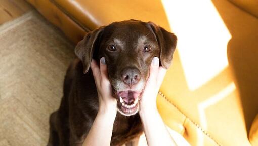 Mujer sujetando la cara de un labrador color chocolate