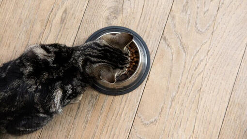 Gatito comiendo de un bol