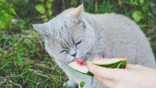 Gato comiendo sandía