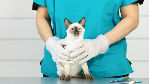 Gato Siamés de pelo claro encima de una mesa veterinaria