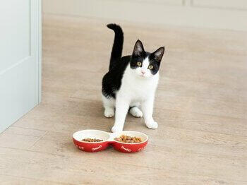 Gato blanco y negro con comida para gatos en cuencos