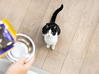 Gatito esperando la comida