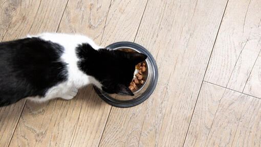 Gato comiendo de un cuenco