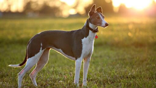 Raza de perro Lebrel