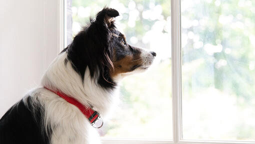 Perro mirando por la ventana