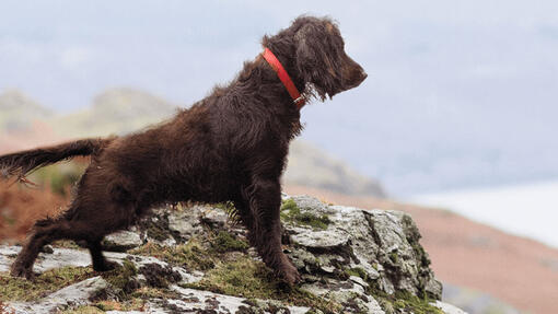 Perro mirando un paisaje rocoso