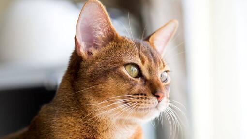Gato Abisinio mirando por la ventana