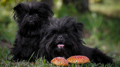 Dos perros Affenpinscher negros mirando a la cámara