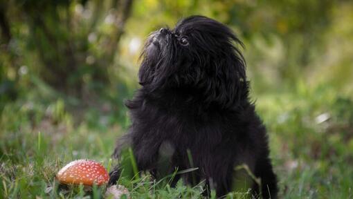 Raza de perro Affenpinscher en el bosque