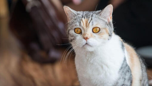 Gato Americano de Pelo Duro mirando algo con curiosidad