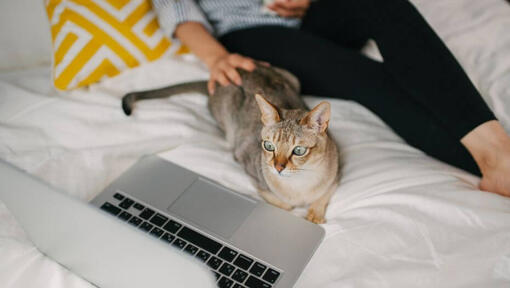 Gato Asiático con su dueña mirando un ordenador portátil