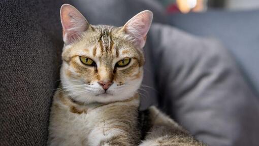 Gato Asiático preparándose para dormir en el sofá