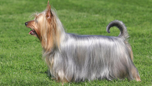 Silky Terrier Australiano sobre el césped