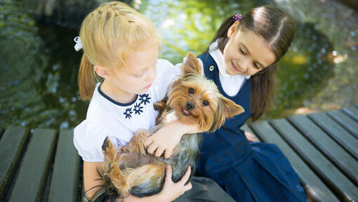 Silky Terrier Australiano con niños