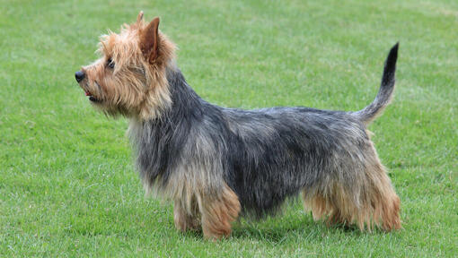 Terrier Australiano sobre la hierba