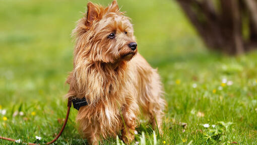 Terrier Australiano en la hierba