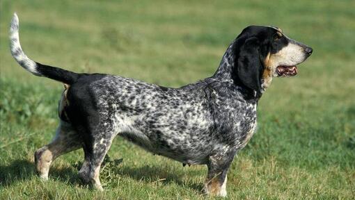 Basset Azul de Gascuña en el campo