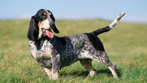 Perro Basset Azul de Gascuña de pie en el campo