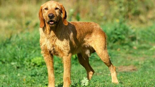 Raza de perro Basset Leonado de Bretaña en el campo