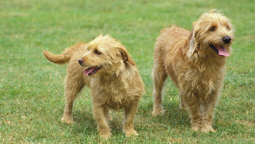 Dos perros Basset Leonado de Bretaña disfrutando del paseo