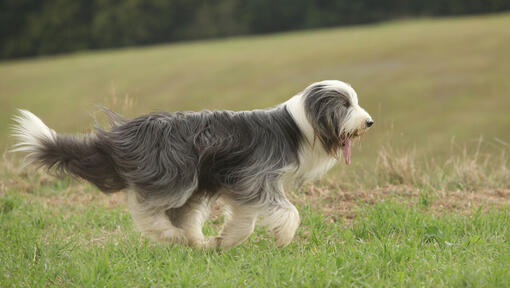 Raza de perro Collie Barbudo en el campo