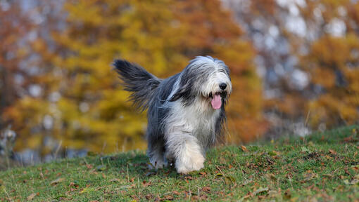 Raza de perro Collie barbudo caminando en el bosque