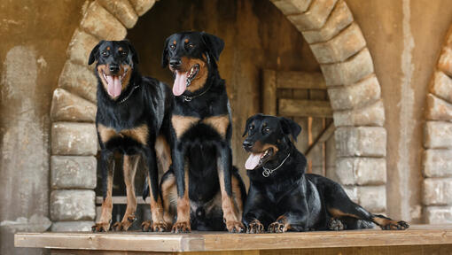 Tres Beaucerons de pie