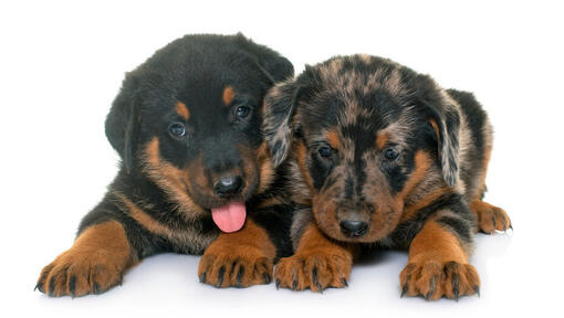 Dos cachorros de Beauceron