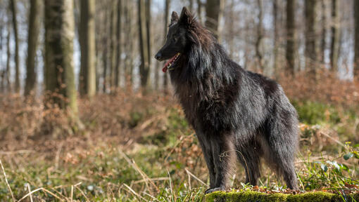 Raza de perro Pastor Belga Groenendael en el bosque