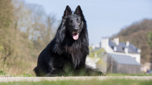 Raza de perro Pastor Belga Groenendael sentado en el suelo