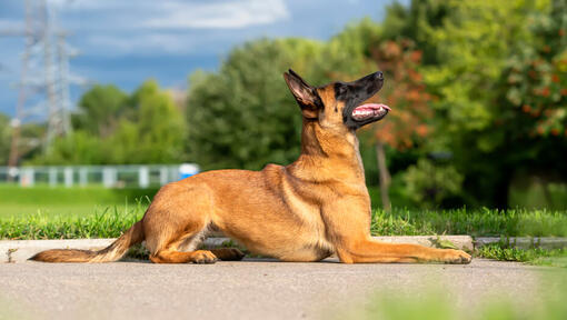 Raza de perro Pastor Belga Malinois mirando hacia arriba