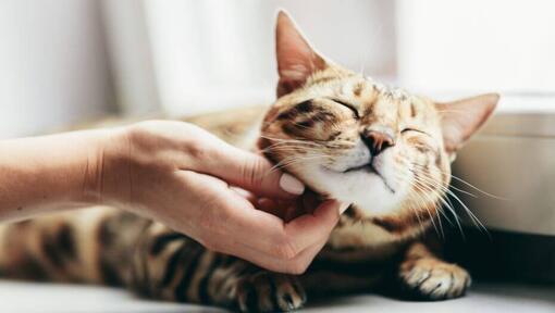 Mujer acariciando a un gato Bengalí acostado en la ventana