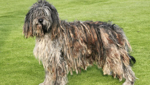 Raza de perro Bergamasco en el campo