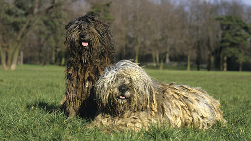 Dos perros Bergamasco en el campo