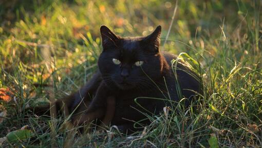 Raza de Gato Bombay acostado en el campo de flores