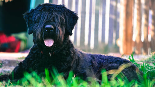 Raza de perro Boyero de Flandes tirado en el suelo