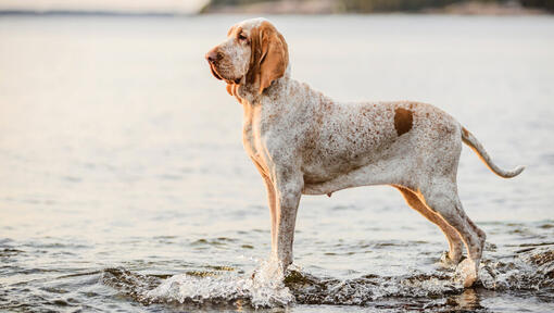 Bracco Italiano cerca del agua