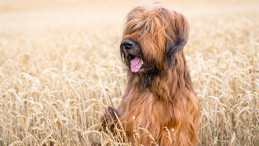 Pastor de Brie o Briard sentado en el campo