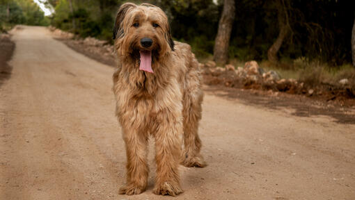 Pastor de Brie o Briard en la carretera