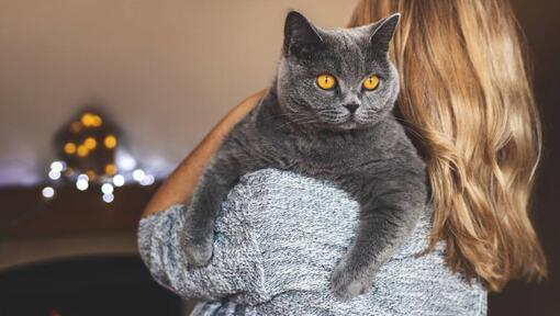 Mujer sosteniendo a un Gato Británico de Pelo Corto