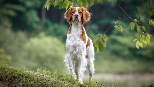 Perro Bretón caminando en el bosque