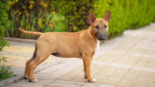 Cachorro Bull Terrier miniatura marrón en el patio