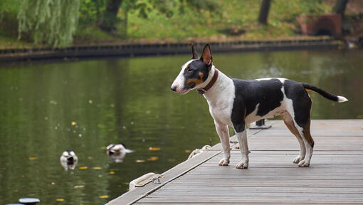 Raza de perro Bull Terrier miniatura de pie cerca del agua
