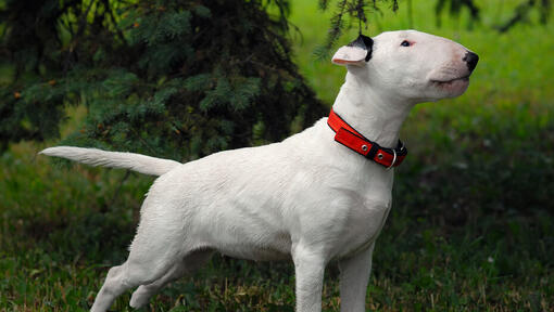 Raza de perro Bull Terrier de pie sobre la hierba