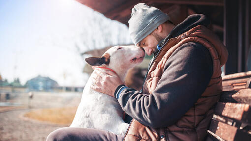 Raza de perro Bull Terrier con su dueño