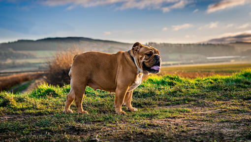 Raza de perro Bulldog de pie en el campo